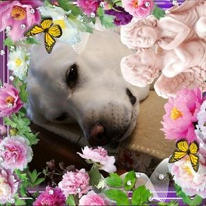 Meet your Posher, Joan